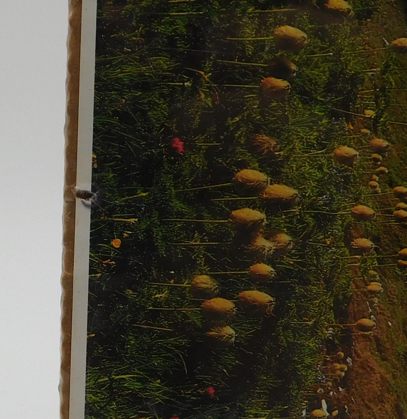 1981 Summit Art El Dorado Hills, CA Print